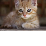 BEANCAT KIDDOS