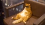 la kool kats