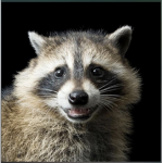 Raccoon Rock