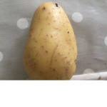 Potatoe world