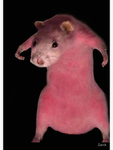 LoVe the rAts lol