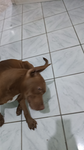 Blz(no Roblox)