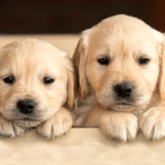 The pawsome club!