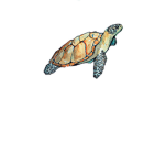 ~Turtle Sqaud~