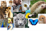 ~~ANIMAL~FANS~~