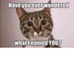 The best tongued cats and kittens
