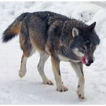 Wolf Gamer Squad