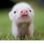 Piggys the gods