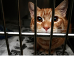 Animal Saver's