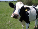 Cow And Gir Fans