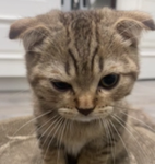 kidcat neo