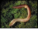 Earthworms united with Rats.