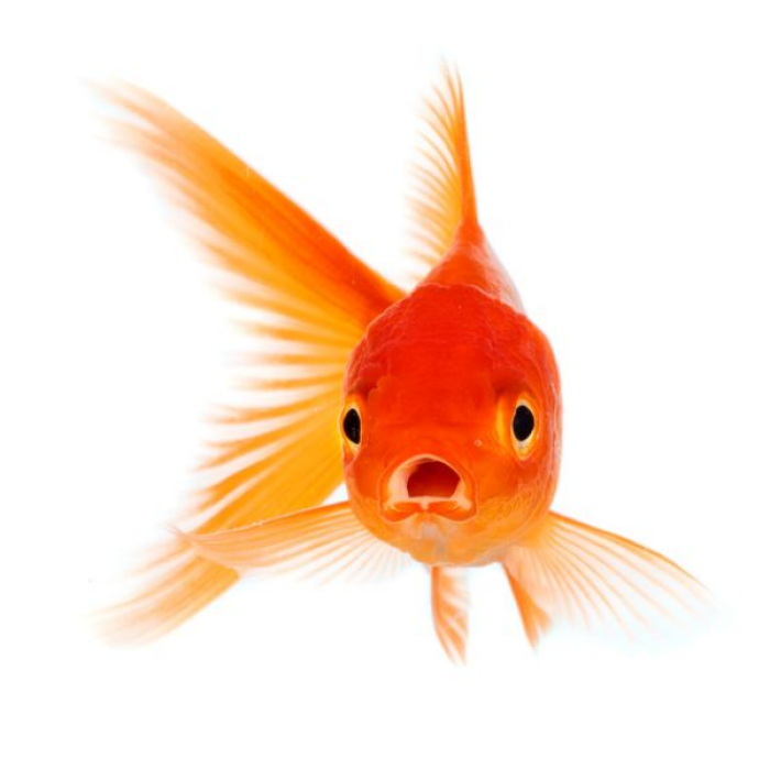 fish goldfish white backround Roblox decal