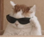 참치 먹는 줄무늬 고양이
