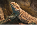 Bearded dragon appreciation group!