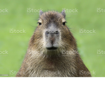 CAPYBARA765849