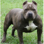 pitbulls and dog gang