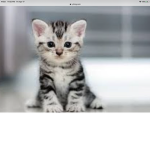 Kitty cat Is the best