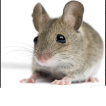 SQUEAK NATION