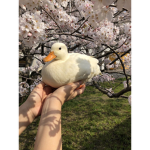 Lgbtq duck’s