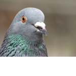 cra cra pigeon