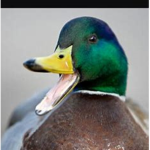 The Mallard Duck Clan