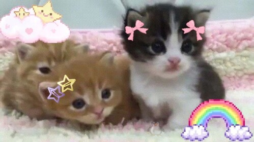 ૮ • ﻌ - ა