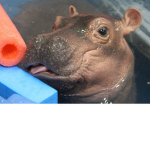 Hippo Empire