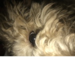 The dogie lobers