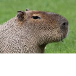 ..Capybara..