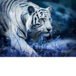 The White tigers of leaf