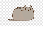 the cat is mad