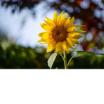Lise345