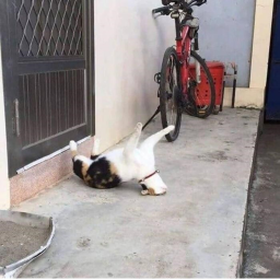 Chill and talk to Timmy.