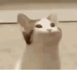 Cat! :3