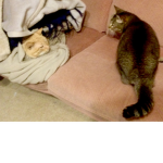 cats mana