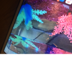 fishygame
