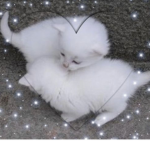 catlink