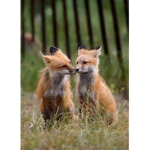 The Fox Gang :3
