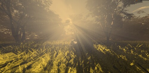 Sunset Forest