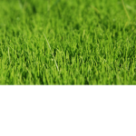 The Grass Cult.