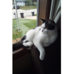 cats rule group make sure to see my cat