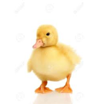 Offical Ducky Army