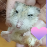 brownie the hammy