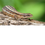 lizard fan group 2