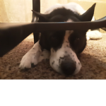 Life of dogs