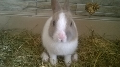 Rabbit Tycoon (BETA)
