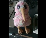 Kiwi Capybara Studios