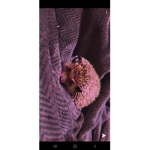 Hedgehog_army