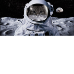 Felines in space